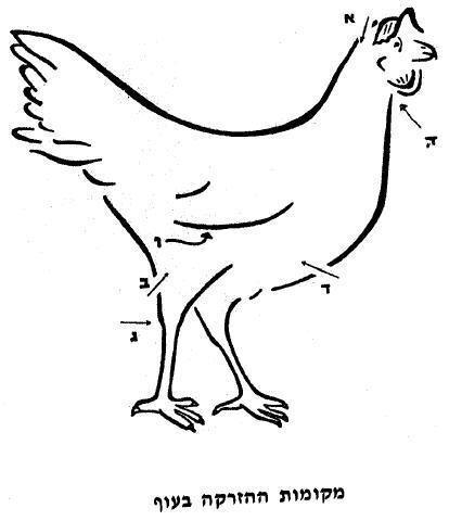 עוף - עופות - תרנגול - chicken
